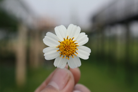 summer flower nature backgroundの写真素材