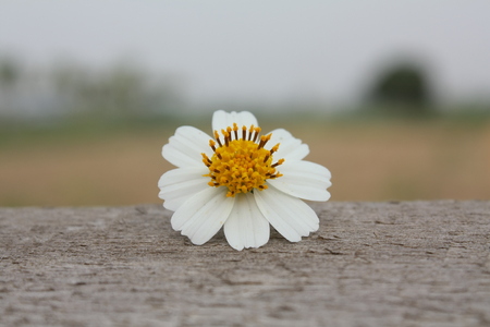 summer flower nature backgroundの写真素材