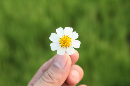 summer flower nature backgroundの写真素材