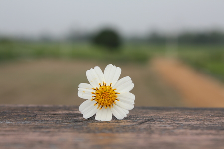 summer flower nature backgroundの写真素材