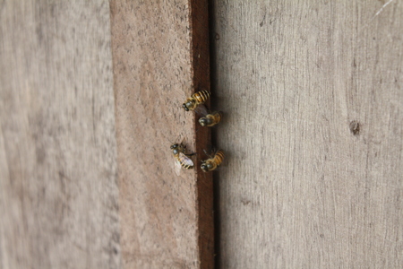 Bee in the wallの写真素材