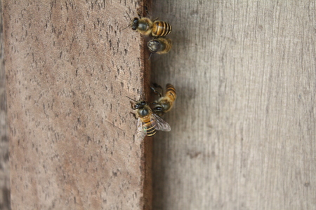 Bee in the wallの写真素材