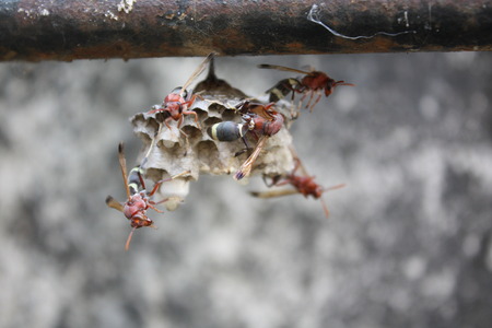 Wasps in the nestの写真素材