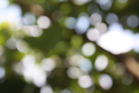 Green bokeh out of focus background from nature forest,blurred backgroundの写真素材