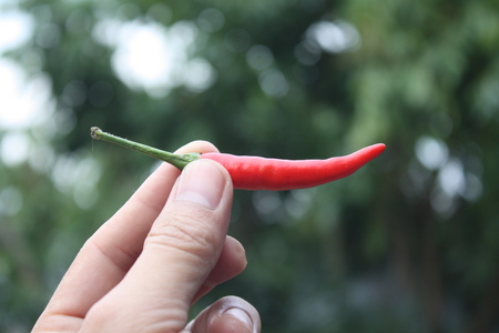 A woman's hand holding a red pepper on blurred nature backgroundの写真素材