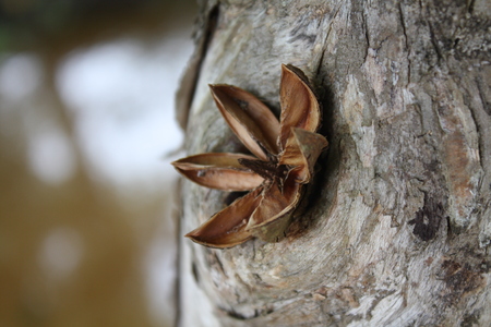 dry flower on tree nature gardenの写真素材
