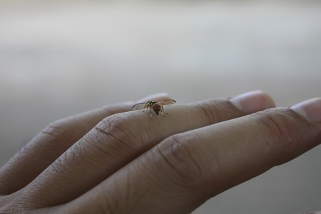 insect on fingerの写真素材