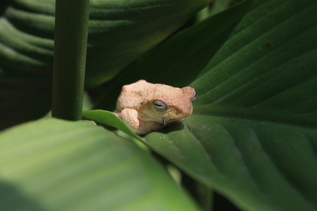 little frog on natureの写真素材
