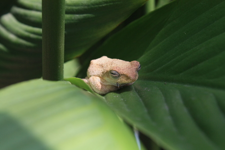 little frog on natureの写真素材