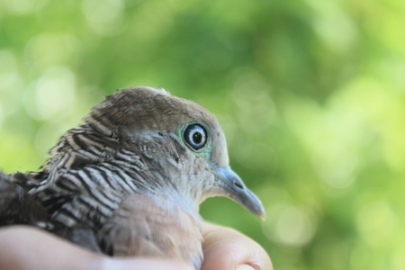 A bird in natureの写真素材