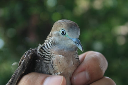 A bird in natureの写真素材