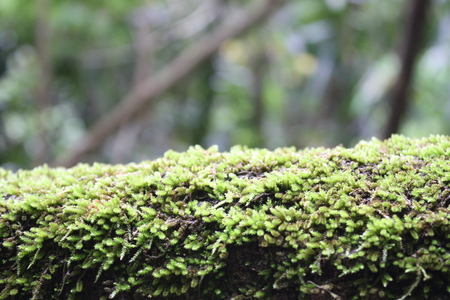 Outdoor nature green mossの写真素材