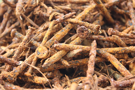 Nail Rusty screw,old toolの写真素材