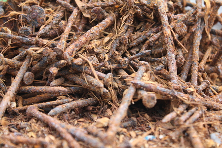 Nail Rusty screw,old toolの写真素材