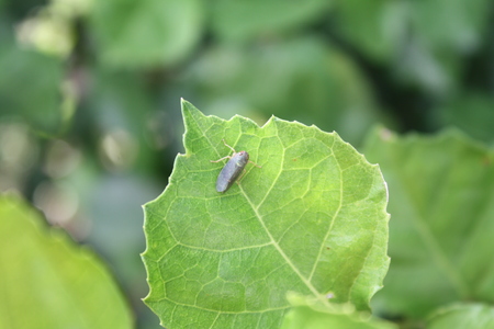 green plant nature outdoorの写真素材