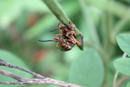 insect mating,bug nature,beetle forestの写真素材