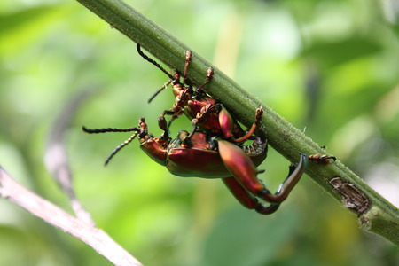 insect mating,bug nature,beetle forestの写真素材