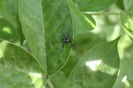 small spider on green leafの写真素材