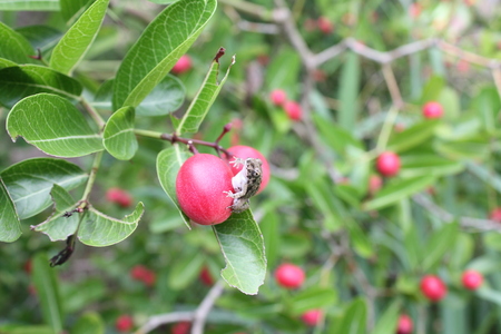 small frog on cherryの写真素材