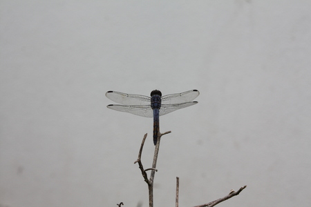 dragonfly in natureの写真素材