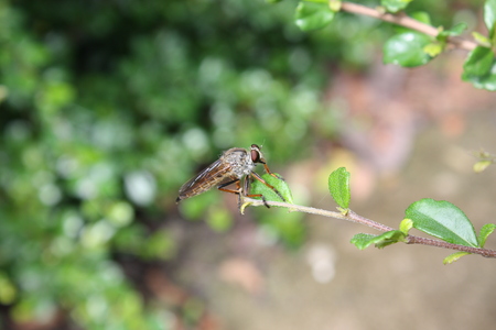 Fly and plantの写真素材