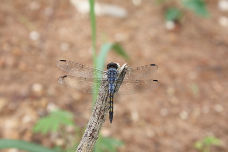 dragonfly outdoor summerの写真素材