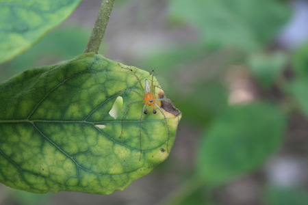 insect in gardenの写真素材