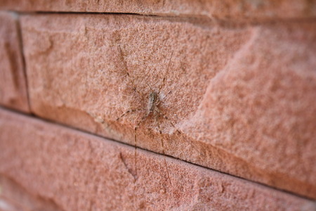 spider on stone wallの写真素材