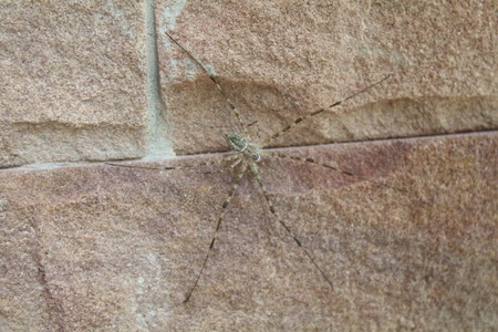 spider on stone wallの写真素材