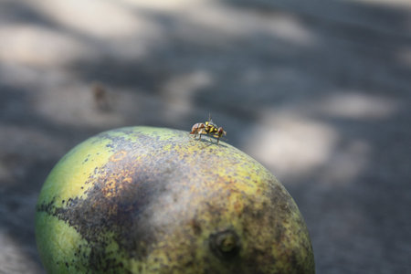 fruit and insect