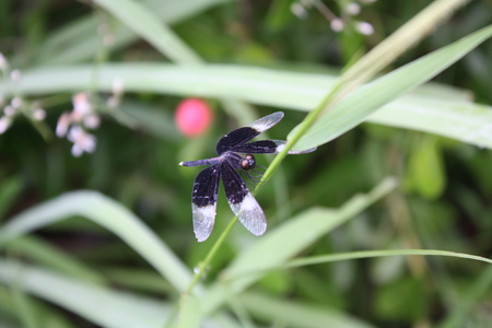 black color dragonflyの写真素材