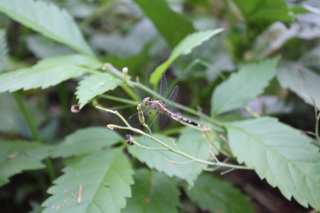 A dragonfly and green natureの写真素材