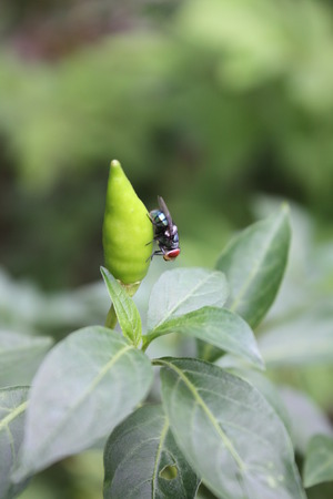 Fly on green leafの写真素材