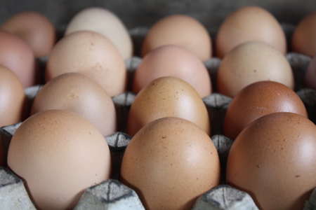 chicken eggsの写真素材