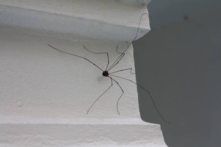 small spider on the wallの写真素材