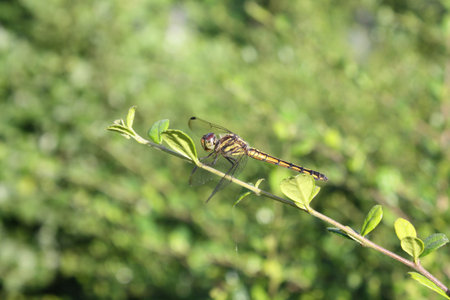 tiger dragonfly in nature