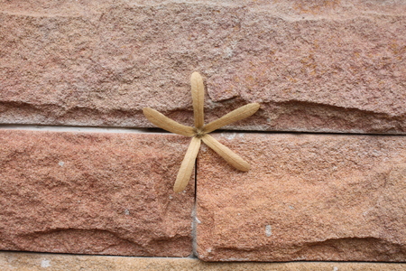 dried flower on the floorの写真素材