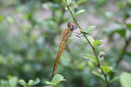 dragonfly in natureの写真素材