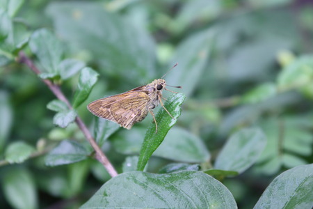 butterfly in natureの写真素材