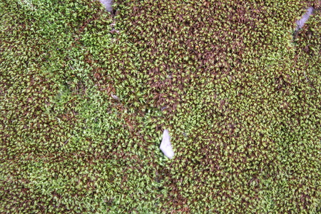 moss wall on nature backgroundの写真素材