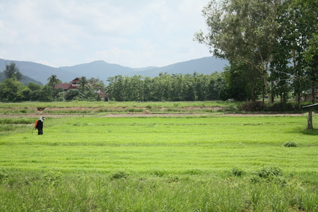 organic farm rice in thailandの写真素材