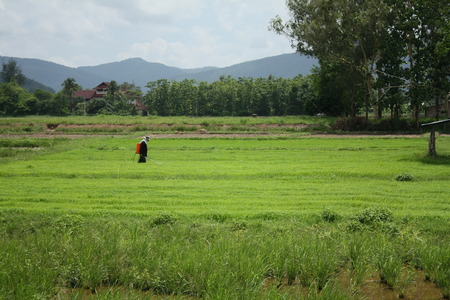 organic farm rice in thailandの写真素材