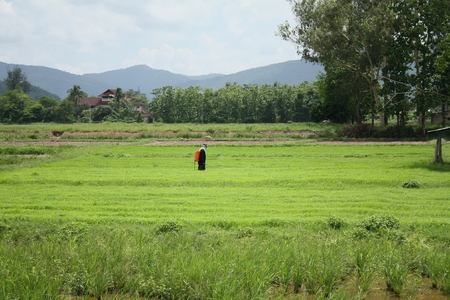 organic farm rice in thailandの写真素材