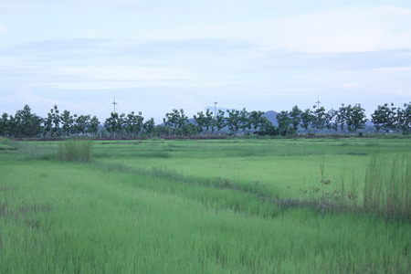 green field sky background natureの写真素材