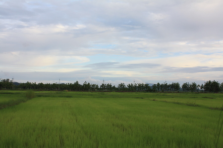 green field sky background natureの写真素材