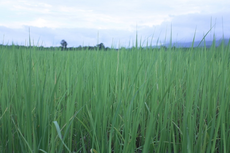 green field sky background natureの写真素材