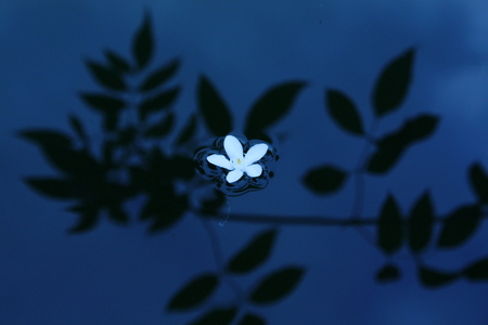 flower and leaf in nature backgroundの写真素材