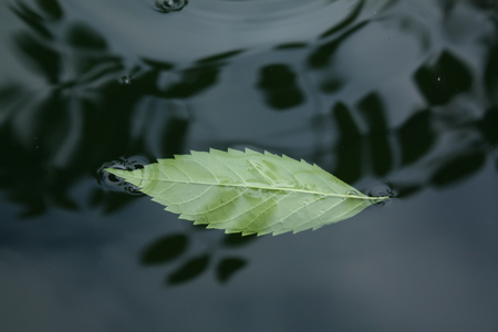 leaf nature backgroundの写真素材