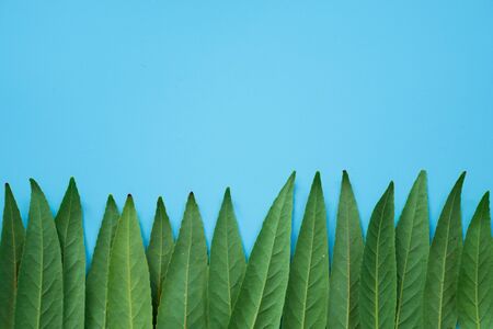 Forest treeline made of green leaves on blue background. Minimal nature concept. Flat lay.の写真素材