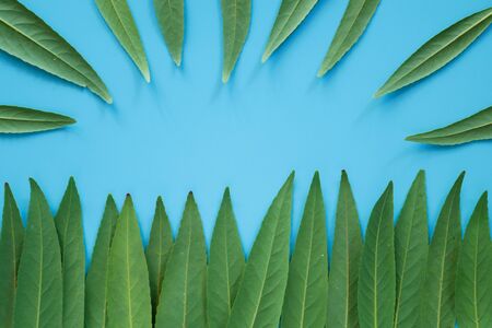 Forest treeline made of green leaves on blue background. Minimal nature concept. Flat lay.の写真素材